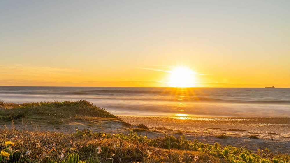 Evening sun over the sea at Melkbos, flowering dune plants in the foreground