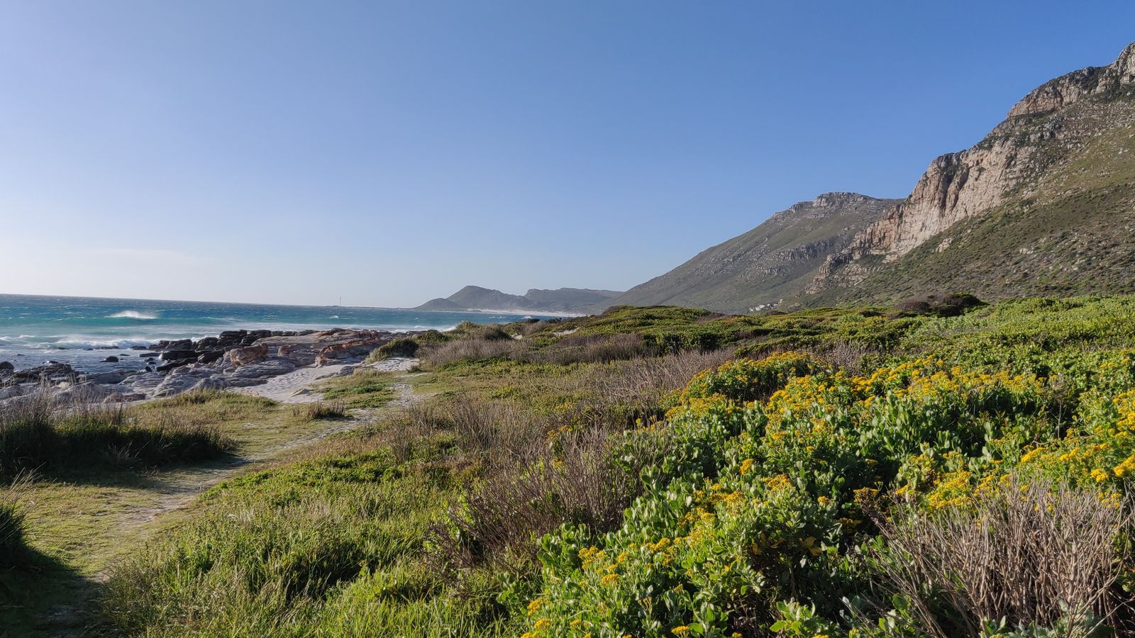 Yellow-flowering fynbos above the rocky shore between Scarborough and Misty Cliffs